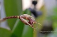 /album/fotogalerie/bulbophyllum-elizabeth-ann-jean-jpg/